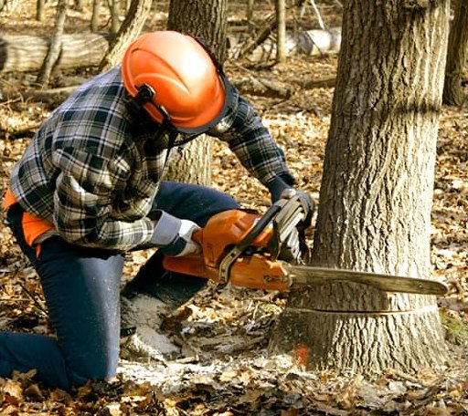 Tree Removal in Hall Summit, LA